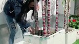 小姐姐在屋顶种甘蔗，吃甘蔗的搞笑操作！