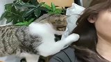 猫这味真好