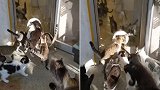 意大利：男子拍下24只猫吃饭时争相冲过猫瓣门的画面
