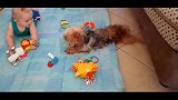 宝宝不会爬，狗狗看着好着急，亲自上手教宝宝爬！