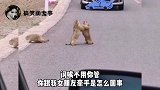 动物爆笑配音：猴情未了，猴姐的恋爱秘籍！年度搞笑名场面