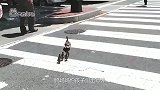 一群可爱的鸭子过马路，忽然一阵大风吹来，下一秒画风突变