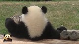 萌力无敌的熊猫宝宝打定主意当“懒虫”：不想上班！不想上班！