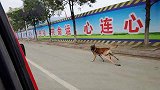 四川广元：泪目！消防员离队，搜救犬狂追1公里不愿离开