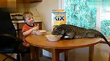犀利宝宝与巨型蜥蜴同桌吃早餐