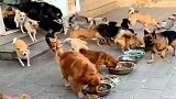 多条流浪狗同时喂食，场面虽然壮观，但好心人还能撑多久