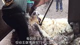 只需打一针，剪羊毛就像脱衣服一样简单，瞬间就能脱光光！