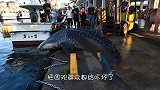 巨型鲸鲨上码头兜风，吓坏围观人群，鲸鲨：别动我自己下去！