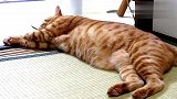 睡得正香主人突然呼唤猫咪，橘猫反应让人有点怕