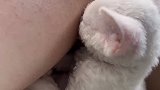 猫咪的迷惑行为，就这么睡着了，这也太治愈了