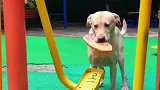 狗子也学会锻炼了，动物的迷惑行为