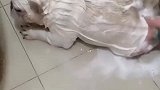 狗子：洗澡就好好洗澡呗，转圈圈干嘛！