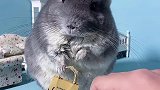 龙猫比手掌大还是比手掌小呢