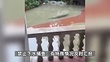 广东茂名暴雨导致养殖场70条鳄鱼出逃？应急管理局：属实，正在处置
