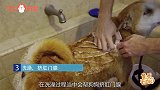 狗狗深度清洁的顺序，你整对了吗