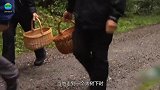 男子上山采蘑菇，意外发现一条“蜷缩的蛇”走近后吓得扭头就跑