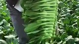 大哥边带娃边整理蔬菜，网友见状议论纷纷