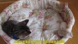 主人的两只仓鼠光临猫咪的小窝，竟把猫咪吓成这样