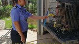 警察蜀黍称猴子比女朋友还难哄 让我们一起向野生动物救援者们致敬！