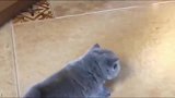 蓝猫在地上打滑，一步都走不了，太搞笑了