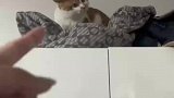 小猫爬上衣柜不下，来遭主人训斥竟然还不服
