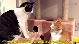 橘猫挑战黑猫，本想打完就跑，结果是这样