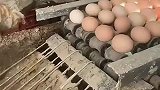 土鸡蛋生产过程，真是长见识了