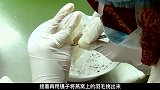 揭秘燕窝加工厂，通过简单的加工后，每公斤的售价可飙升到60000