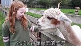 有趣动物盘点，最可爱的羊驼，狂妄无比的乌鸦