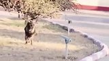 老兵退伍，军犬紧紧咬住行李不让他走