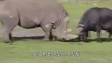 野猪遇见黄牛，大战一触即发，下一秒出现“神转折”