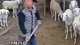 男子正忙着清理羊圈，“温顺”的羊有预谋地发起进攻