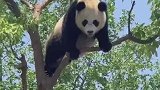 熊猫：这年头不会点杂技都不好意思出来混了！