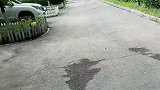 狗跑了千万别追