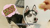 用肉包子引诱狗狗，但当它张开嘴巴时却不给它吃，狗狗急得快哭了