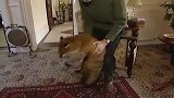 男子独居养狐狸，性格和智商胜过猫狗，好养活却又最通人性