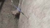 为什么咱家猪的火气那么大