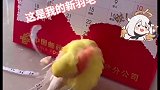 小鹦鹉都有自己的凤凰梦 鹦鹉 爱美