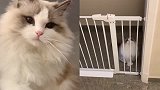 布偶猫：区区一个铁栏杆，难不倒我！