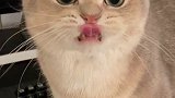 打哈欠先申舌头，这事儿正经猫能做？猛男必看 恶龙咆哮