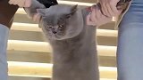 肥猫：放开我，我自己会走