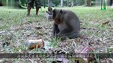 世界上最不老实的猴子，不停地调戏猫咪，猫一个动作让猴子认怂
