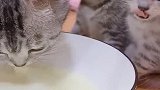 小奶猫喝奶不小心呛到的样子，实在是太可爱啦