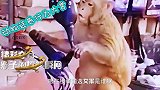 动物迷惑行为大赏，精彩夺目，猴子的搞笑瞬间