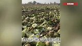 白菜免费摘？一则谣言菜农损失近100万！政府已出面协调
