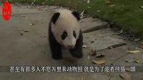 奶爸贴心把熊猫宝宝们排成一排，网友们看到后，就不淡定了！