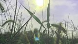 有个傻瓜顶着烈日就为了给你们拍狗尾巴草看，你说傻不傻