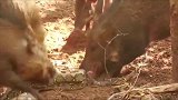 “蛇遇猪，吓得哭”！猪吃蛇就像吃大辣条，不怕中毒吗
