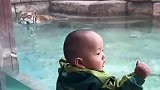宝宝看到老虎时，他的表情亮了