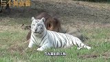雄狮爱白虎，为了爱情它放弃了尊严